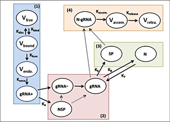 Diagram of the life cycle of SARS-CoV-2The level that describes the cell entry is shown in blue color and indicated with number 1. The transcription and replication of the genome is in red color (number 2), while that the translation of structural and accessory proteins, and the assembly and release of virions are show in green and orange color, respectively. Only a few constants are shown in the life cycle dynamics and all the details are described in the text.