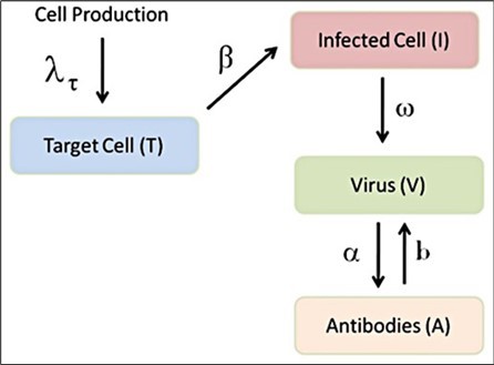 Diagram illustrating the immune response (see text for more details)
