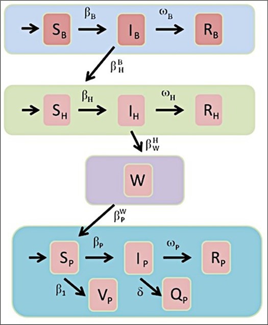 The Flowchart of the model proposed in this paper. The infection source is shown in blue color and it is a bats population, represented with B subscript. The host region is green and depicted with the H subscript (some bioinformatics studies indicated that could be pangolin population). The Reservoir (violet re- gion) was the Seafood Market in Wuhan. Finally, the human people are the last section and identified with the P subscript in cyan color.