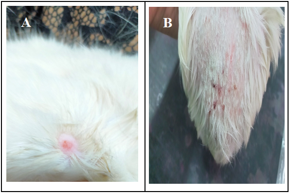 Dermatophyte lesion on the skin of infected animals a) naturally infected cat b) experimentally infected guinea pig