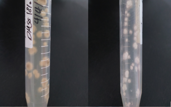 Macroscopic appearance of M. Canis on potato dextrose in a falcon A) Bright yellow reverse pigment B) white, fluffy with areal mycelium surface; Macroscopic appearance of T. Mentagrophytes on Sabouraud dextrose agar plate C) colorless, yellow brown reverse pigment and D) white creamy granular surface.