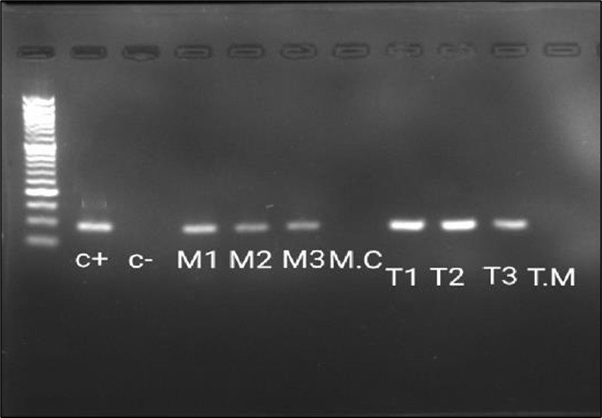 The Reverse Transcriptase -PCR amplification of dermatophytes gene (approximately 98 bp). Lane M: 50 bp ladder; lane 1: control positive Trichophyton mentagrophytes (Robin) Blanchard AUMC 14492 (C+); lane 2: control negative (C-); lane 3-5: Microsporum canis from experimentalyl infected Guinea pigs (M1, M2, M3); lane 6: M. Canis from culture (M.C); lane 7-9:  T. Mentagrophytes from experimentally infected G. Pigs (T1, T2, T3); lane 10: T. Mentagrophytes from plate (T.M).