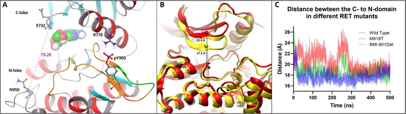 Molecular dynamic modeling of the RET 898-901Del mutation. Amino acids 898-901 (highlighted in green) are found within the activation loop (highlighted in orange) of the RET kinase A. The activation loop mediates the ‘open’ and ‘closed’ conformations of RET kinase by forming hydrogen bonds with the phosphorylated Y905 and the alpha helix of the C-domain. Phosphorylated Y905 stabilizes the ‘open’ conformation allowing ATP to bind between the C- and N-domains. The distance between the α carbon of amino acid E732 in the C-domain and N950 in the N-domain was used to track the conformational changes of kinase. The activate phosphorylated WT kinase had an N- to C-domain distance of 19.3Å. A 500ns molecular dynamic simulation was performed with WT, 898-901Del, and M918T RET kinases in the ‘open’ conformation with no phosphorylation in the activation loop. The difference in N- to C- domain distance in the deletion mutant (red) and WT (yellow) at 250ns was 4 Å, measuring 21Å (‘open’ conformation) and 17.3Å (‘closed’ conformation) respectively B. The distance between the C- to N-domains was tracked throughout the entire 500ns simulation showing that the 898-901 deletion mutant (green) and M918T mutant (red) had a larger overall distance between the C- and N-domains, compared to the wild type (blue) C. Additionally, the deletion and M918T mutants freely switch between the open and closed conformations. The WT kinase was unable to re-enter the open conformation, due to a lack of phosphorylation within the activation loop.
