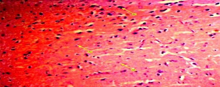 A photomicrograph of group three (3), control group showing anterior pituitary gland of female wister rat with arranged gland. Acidophilic, basophilic and                         chromopobe cells are present in equal proportion.