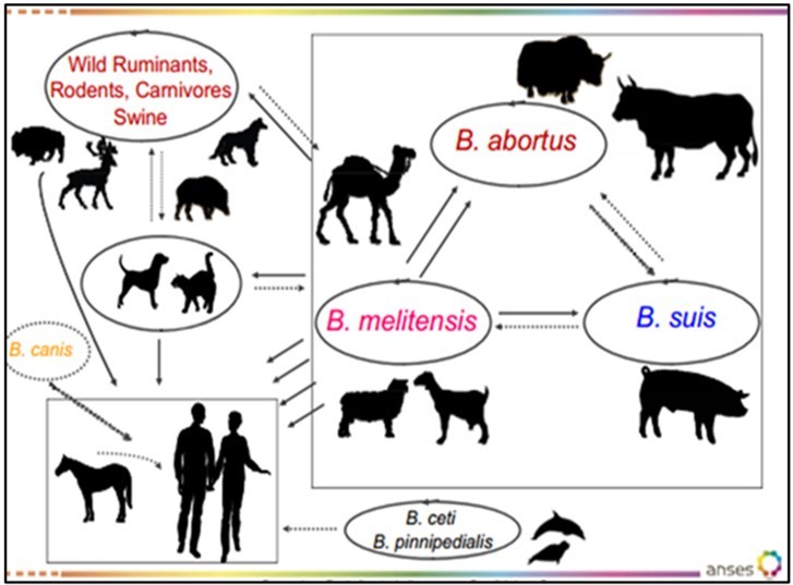 Brucellosis: the global cycle. Source:28