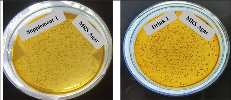 Representative Lactobacillus colony of Supplement 1 and Drink 1 in MRS Agar Media