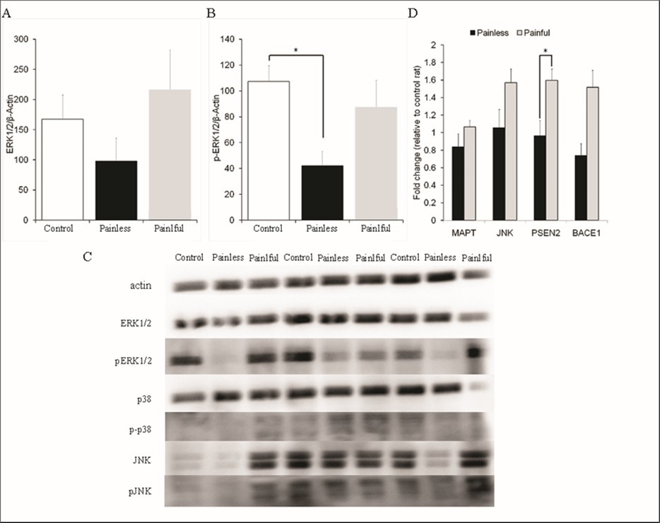 Pain perception prevents ERK1/2 phosphorylation and up-regulates PSEN2 mRNA levels in the rats with dentin erosion 60 min after HFS. A and B: The levels of total-ERK1/2 and phosphorylated ERK1/2 in the hippocampus of control rats (n = 6) and dentin erosive rats with molar teeth stimulated with warmish water (painless, n = 6) and cold water (painful, n = 6) were measured. Protein levels were detected by immunoblot analysis as described in the Methods section. Relative optical density (Y-axis) was calculated dividing the optical density of the analyzed band by that of own β-actin band, and quantified as percent change of the first control  hippocampus sample on the membrane. *significant p values from Mann Whitney U test. C: Representative blots of total-MAPKs and p-MAPKs. Down-regulation of p-ERK1/2 in the blots of dentin erosive rats with molar teeth stimulated with warmish water (painless) is not seen in dentin erosive rats with molar teeth stimulated with cold water (painful). D: qRT-PCR analysis of neurodegeneration-related genes in LTP induced-hippocampus of control rats (n = 6) and dentin erosive rats with molar teeth stimulated with warmish water (painless, n = 6) and cold water (painful, n = 6). The cycle threshold (Ct) was determined for each target gene in duplicate. The β-Actin gene was used as the house- keeping gene (reference gene). At the end of the process, Ct (threshold cycle) values was recorded. The Ct values obtained were calculated and normalized using the 2−△△Ct method.