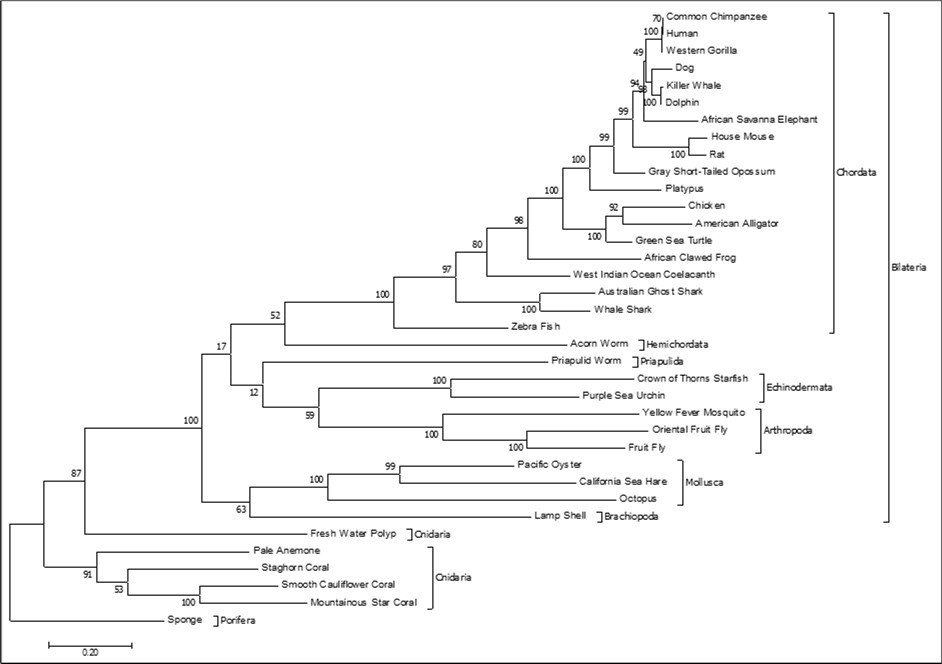 Rbm45 cDNA molecular phylogeny. Evolutionary analysis of 36 Rbm45 orthologous cDNA               sequences across metazoan taxa conducted in MEGA7. The evolutionary history was inferred by using the Maximum Likelihood method based on the Tamura-Nei model 50. The tree with the highest log likelihood (-82723.91) is shown. The bootstrap consensus tree inferred from 1000 replicates is taken to represent the evolutionary history of the taxa analyzed 51. Branches corresponding to partitions reproduced in less than 50% bootstrap replicates are collapsed. The percentage of replicate trees in which the associated taxa                 clustered together in the bootstrap test (1000 replicates) are shown next to the branches. Initial tree(s) for the heuristic search were obtained automatically by applying Neighbor-Join and BioNJ algorithms to a matrix of pairwise distances estimated using the Maximum Composite Likelihood approach, and then selecting the topology with superior log likelihood value. The tree is drawn to scale, with branch lengths measured in the number of substitutions per site. There were a total of 8510 positions in the final dataset. Phyla are indicated by the inner brackets. The monophyletic clade Bilateria is indicated by the outside bracket. The tree is               rooted on phylum Porifera.