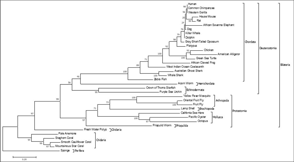 Rbm45 protein molecular phylogeny. Evolutionary analysis of 36 Rbm45 orthologous amino acid sequences across metazoan taxa conducted in MEGA7. The evolutionary history was inferred by using the Maximum Likelihood method based on the JTT matrix-based model 52. The tree with the highest log                      likelihood (-22250.34) is shown. The bootstrap consensus tree inferred from 1000 replicates is taken to represent the evolutionary history of the taxa analyzed 51. Branches corresponding to partitions reproduced in less than 50% bootstrap replicates are collapsed. The percentage of replicate trees in which the associated taxa clustered together in the bootstrap test (1000 replicates) are shown next to the branches. Initial tree(s) for the heuristic search were obtained automatically by applying Neighbor-Join and BioNJ algorithms to a matrix of pairwise distances estimated using a JTT model, and then selecting the topology with superior log likelihood value. The tree is drawn to scale, with branch lengths measured in the number of substitutions per site. There were a total of 930 positions in the final dataset. Phyla are indicated by the inner brackets. The monophyletic clades Protostomia, Deuterostomia, and Bilateria are indicated by the outside brackets. The tree is rooted on phylum Porifera.