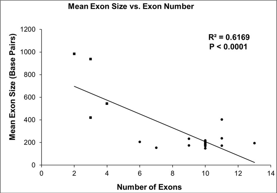 Regression analysis of mean exon length versus number of exons in Rbm45 orthologues. Rbm45 mean exon length decreases as exon number increases. A scatter plot, with linear regression, was produced from 25 representative Rbm45 orthologues. There is a statistically significant correlation (Coefficient of                Determination: R2) between mean exon length and the number of exons in the organism’s gene structure. Closed squares (■) are non-bilaterian (i.e., diploblastic) animals of phyla Porifera and Cnidaria; closed circles (•) are members of clade Bilateria (i.e., triploblastic) from phyla Arthropoda, Brachiopoda, Chordata,                  Echinodermata, Hemichordata, and Mollusca 86.