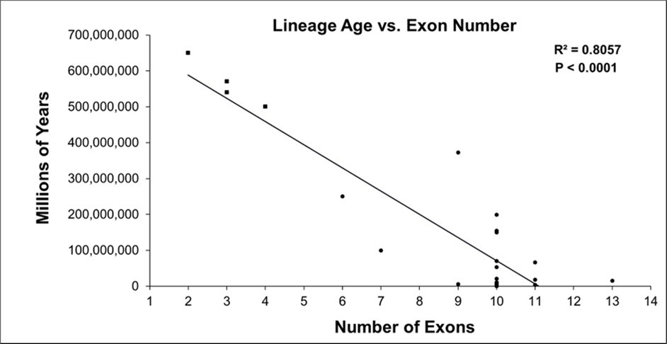 Regression analysis of species lineage age versus number of exons in Rbm45 orthologues. Rbm45 exon number increases as lineage age decreases. A scatter plot, with linear regression, was produced from 25 representative Rbm45 orthologues. There is a statistically significant high correlation (Coefficient of Determination: R2 ≥ 0.7) between lineage age and the number of exons in the organism’s gene structure. Closed squares (■) are non-bilaterian (i.e., diploblastic) animals of phyla Porifera and Cnidaria; closed circles (•) are members of clade Bilateria (i.e., triploblastic) from phyla Arthropoda, Brachiopoda, Chordata, Echinodermata, Hemichordata, and Mollusca 86.