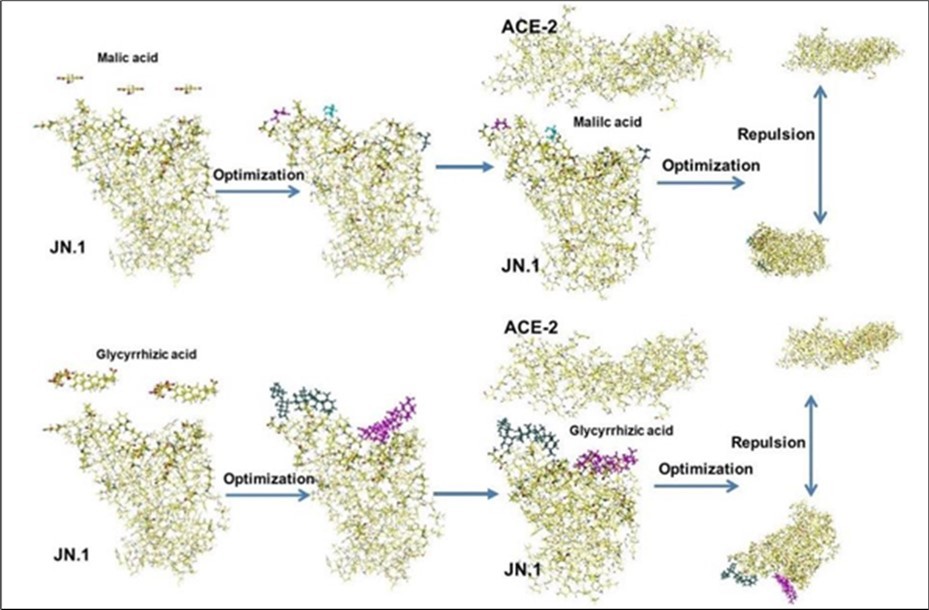 Inhibition of malic acid and glycyrrhizic acid of Omicron JN.1 binding with ACE-2, these binding inhibitors are indicated as color molecules for easy identification of their binding location with S-RPD