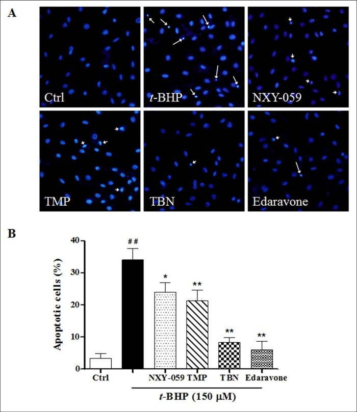 Evaluation of cell apoptosis against t-BHP. (A) Cell morphological changes were evaluated by Hoechst 33342 staining. Apoptotic cells were observed and photographed by the inverted fluorescent microscopy (under 40× objective), identified as those with a nucleus exhibiting brightly stained condensed chromatin (long arrowheads) or nuclear fragments (short arrowheads). (B) The apoptosis index was determined by calculating the percentage of Hoechst-positive cells over the total number of cells. Significant: *p< 0.05, **p< 0.01, vs t-BHP only group. ## p< 0.01 vs control group. The results were the mean ± SD of four independent experiments.