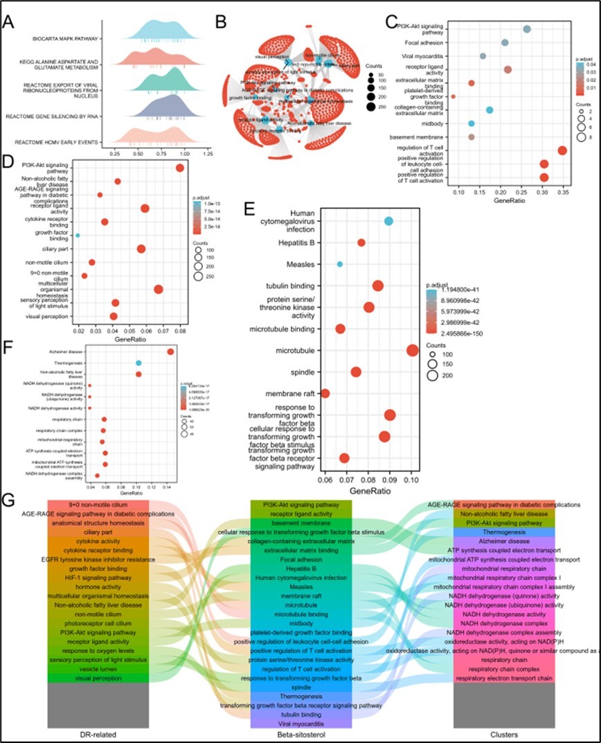 Enrichment analysis. 4A. GSEA analysis of GEO databased targets. 4B. The GO and KEGG pathway enrichment analysis on the total related targets in DR. 4C. The pathway enrichment analysis on the SIT targets. 4D. The pathway enrichment analysis on the high correlational genes of DR. 4E. The pathway of DR-SIT Network. 4F. The pathway enrichment analysis on the targets of Cluster groups. 4G. Pathway network in SIT treatment of DR.