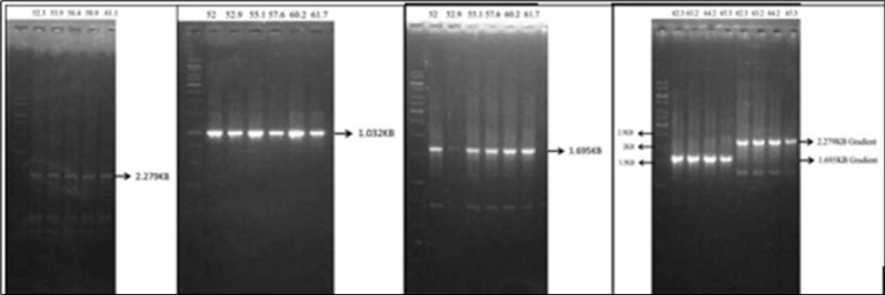 Agarose gel showing products of gradient PCR for the four centromere probes.