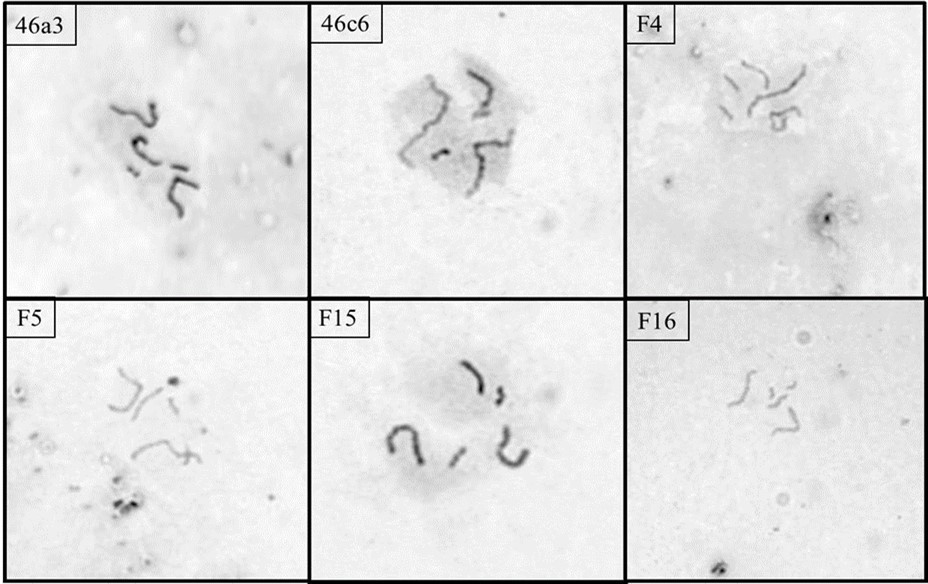 Representative metaphase spread of the six strains of D. giganteum confirming the modal               number to be 5.
