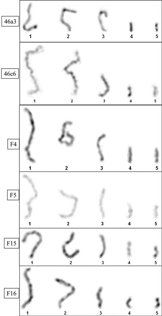 Classification of chromosomes in six strains of Dictyostelium giganteum based on size.