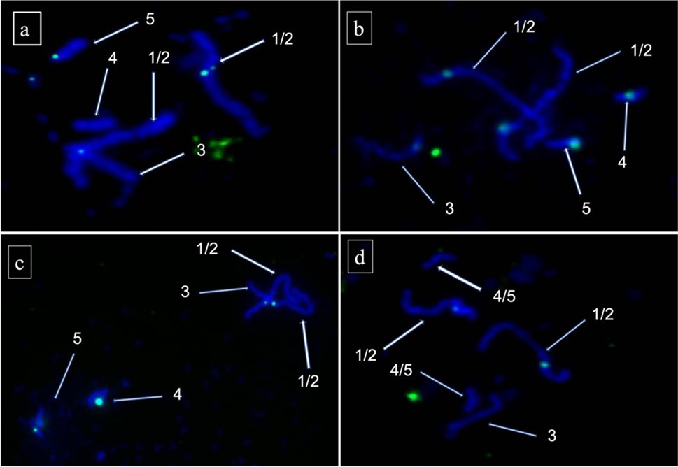 FISH with centromere probes (representing the 4 conserved sequences) of Dictyostelium discoideum on chromosomes from 46a3 strain of Dictyostelium giganteum, All the four panels a,b,c and d show the FISH done in 46a3 strain of Dictyostelium giganteum with the centromere probe (representing 4 conserved                        sequences). Numbers indicate the chromosome number based on size. Numbers shown as 1/2 in all the four panels and 4/5 in panel d indicate the ambiguity involved in denoting indicated chromosome exactly as 1 or 2 in all panels and 4 or 5 in panel d. 1/2 and 4/5 should be read as one or two and four or five respectively.