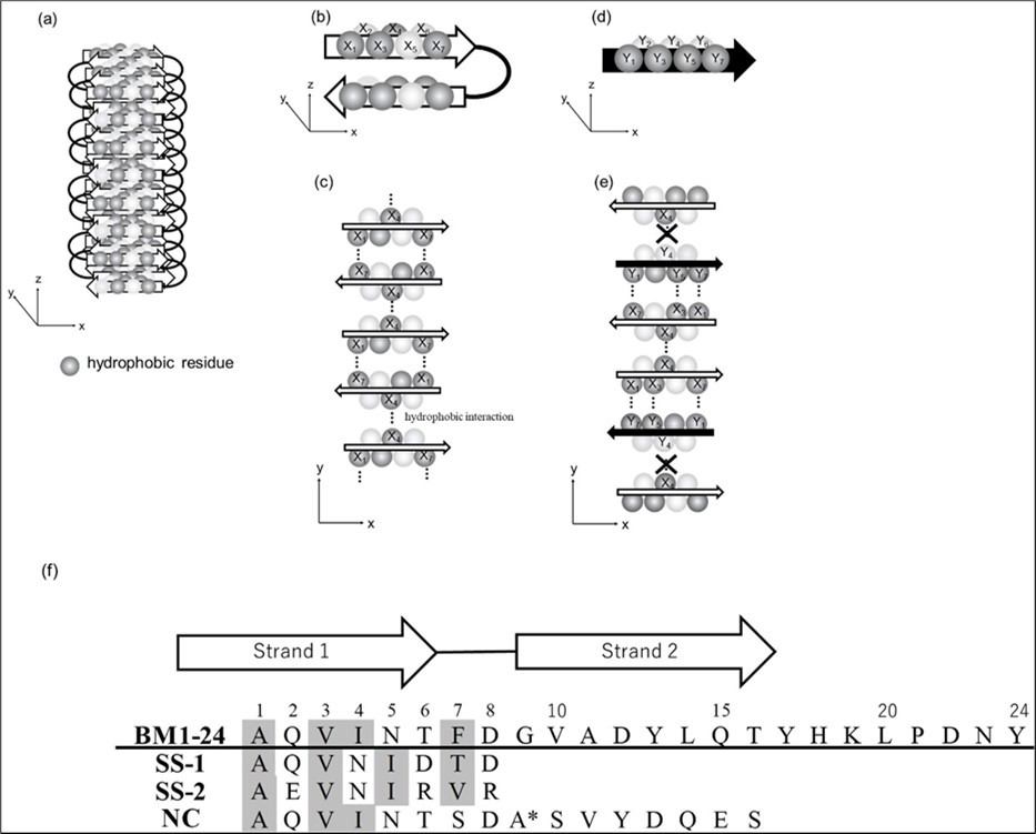 Model summarizing the strategy for preventing amyloid formation by blocking interactions in               amyloid core regions. Dark gray balls represent hydrophobic residues. (a) Oblique projection of part of an amyloid fibril. (b) Antiparallel β-sheet with an even-length of β-strands for amyloid formation. (c)               Cross-sectional view of an amyloid fibril. Dotted lines represent hydrophobic interactions between                neighboring protofibrils. (d) Designed β-strand for blocking amyloid formation. (e) Cross-sectional view showing the blocking amyloid formation. (f) Amino acid sequences of the synthetic peptides. The sequence of BM1-24 is given in the first row. The special sequence, DA* , where A* denotes D-Ala, is designed to induce a turn. Hydrophobic residues are highlighted in gray.