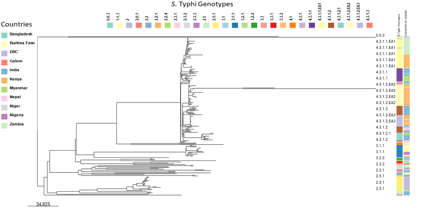 Phylogenetic tree comparing S. Typhi genotypes from our study with those from other countries in Africa and Asia. We selected 208 S. Typhi isolates distributed across 11 African and Asian countries. All S. Typhi isolates belonging to genotype 4.3.1 appear to originate from the same branch.