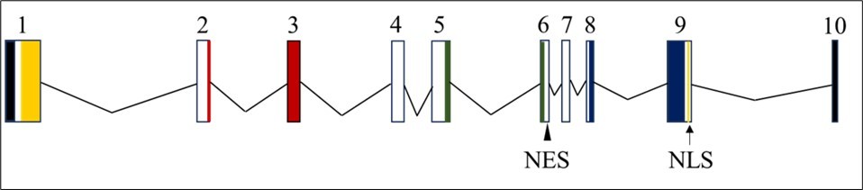 Genomic architecture of human RBM45. Schematic representation of exons 1-10 of RBM45.             Vertical boxes represent exons, and the solid V-shaped lines represent introns. The diagram shows the relative sizes of the exons and introns. The introns and exons are scaled by type; the intron width scale is half that of the exon width scale. The DNA sequences encoding RNA-recognition motifs (RRM) I, II, and III, and the                       homo-oligomer assembly (HOA) domain, are indicated by yellow, red, green, and blue fill, respectively. The DNA sequences encoding the monopartite nuclear localization signal (NLS) are indicated by a vertical gold line and an upward pointing arrow; the nuclear export signal (NES) is indicated by an arrowhead. Non-coding exon sequences are shaded black.