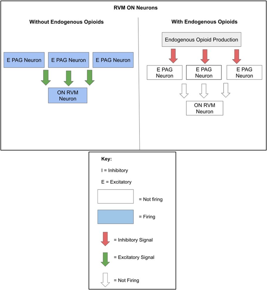 An original diagrammatic representation of the PAG-RVM ON RVM Neuron Circuit, which has been created based on Bagley and Ingram (2020).