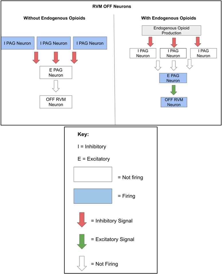 A simplified, diagrammatic representation of the PAG-RVM OFF Neuron Circuit based on Bagley and Ingram (2020).