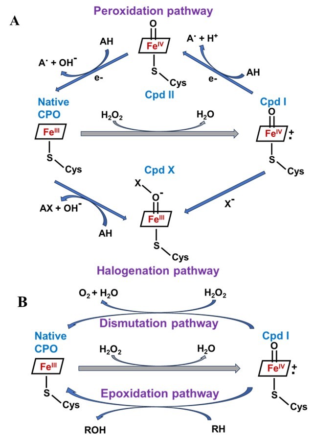 A. One-electron oxidations catalyzed by CPO. B. Two -electron oxidations catalyzed by CPO (adapted from L. P. Hager).