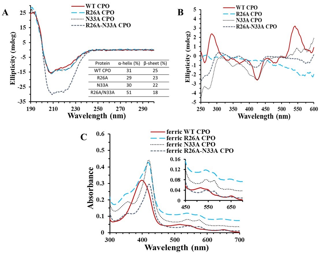 A. Secondary structure spectroscopic signatures of WT and mutant CPO in phosphate buffer, pH 5.9 and associated  alpha-helical and beta-sheet content in the secondary structures. B. Tertiary structure spectroscopic signatures of WT and mutant CPO in phosphate buffer, pH 5.9. C. UV-Vis spectra of WT and mutant CPO in phosphate buffer, pH 5.9. Soret bands are located at 398 and 418, 420, and 421 nm, respectively. The insert shows an expansion of the visible region Q-bands of WT and mutant CPO.