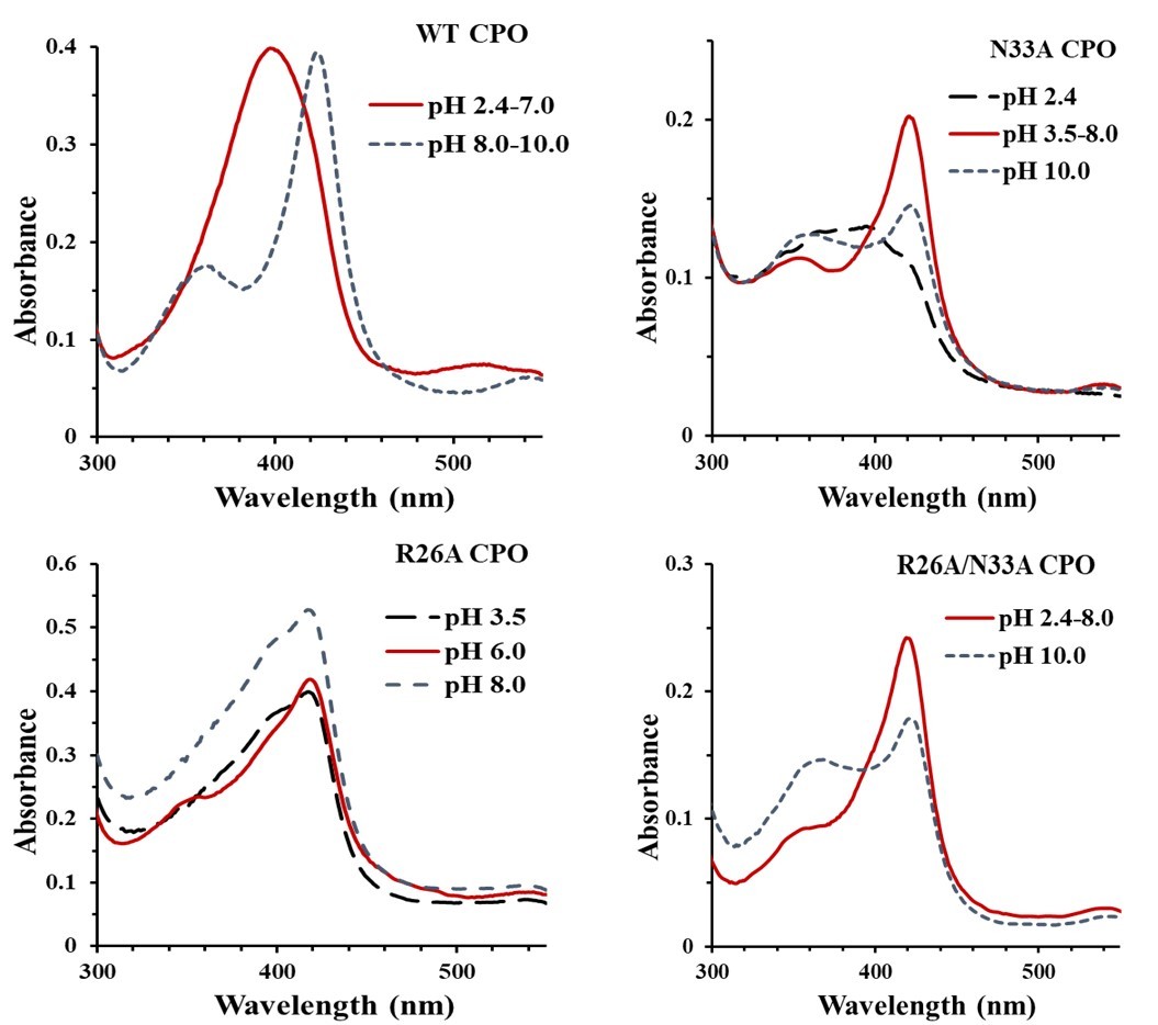 UV-Vis absorption spectra of WT (A) and mutant CPO (C-D) at various pH.