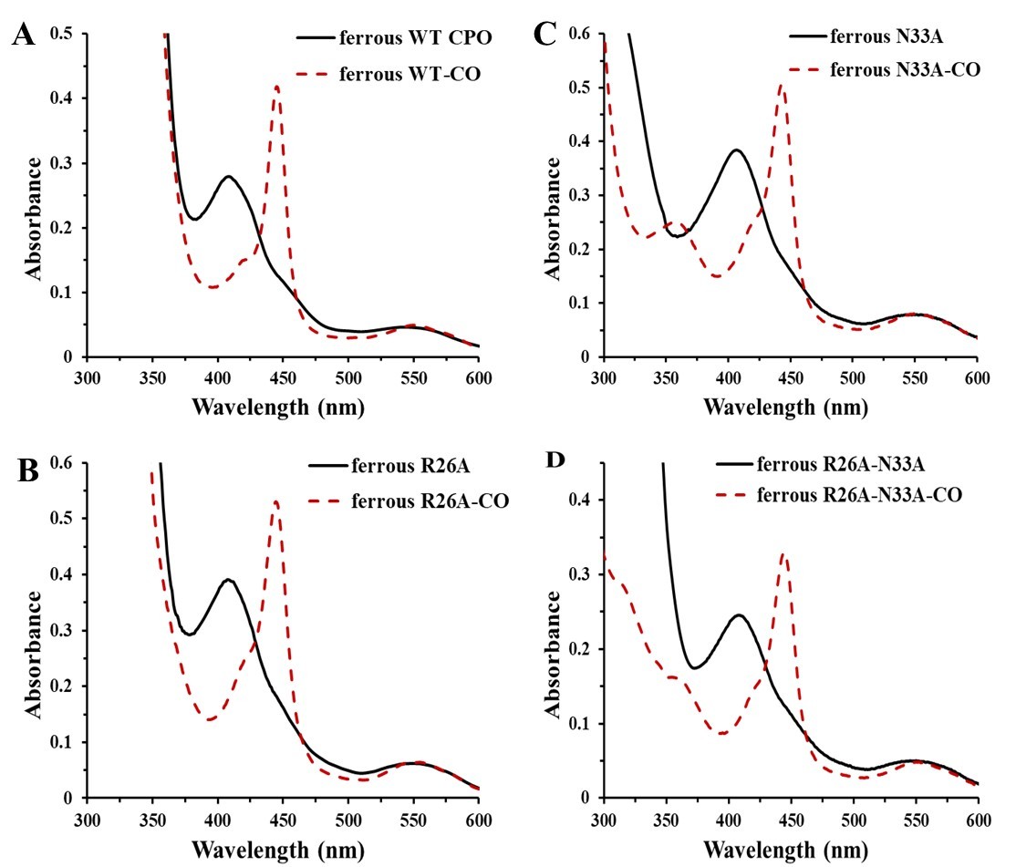 A. UV-Vis absorption spectra of ferrous WT CPO and ferrous WT-CO complex in phosphate buffer, pH5.9. B-D.  UV-Vis absorption spectra of ferrous mutant CPO and ferrous mutant-CO complexes in phosphate buffer, pH5.9.