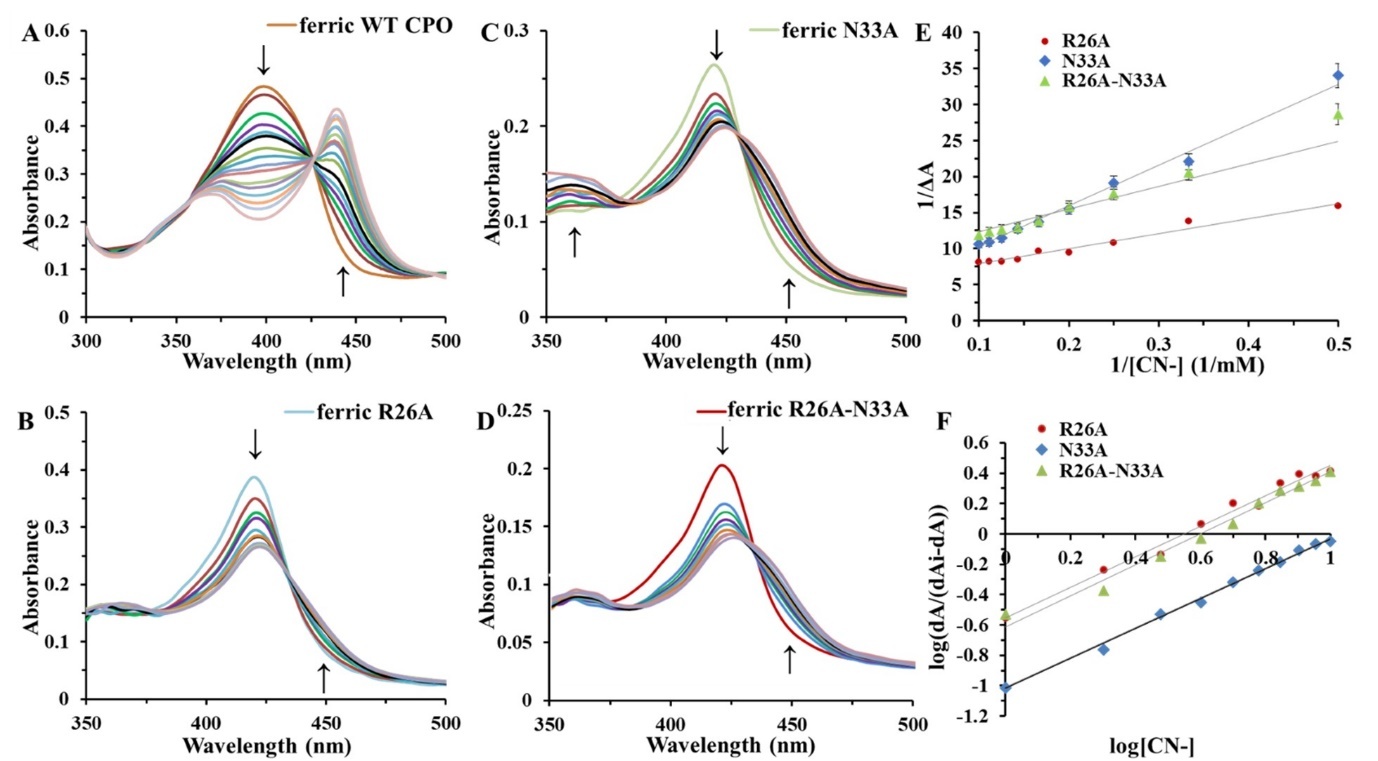 Titration of WT CPO (A), R26A (B), N33A (C), and R26A/N33A (D) with cyanide in phosphate buffer, pH 6.0. E. CN- Kd determination for the mutant CPO (Only 1 trial for R26A was performed because of the low yield and limited amount of the protein). F. The Hill plot (determination of mutant CPO-CN binding stoichiometry). The slopes of R26A, N33A, and R26A                  -N33A plots are 1.0048, 0.9943, and 1.0249, respectively.