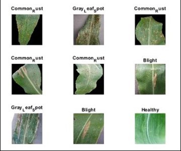 Disease Leaves of Corn