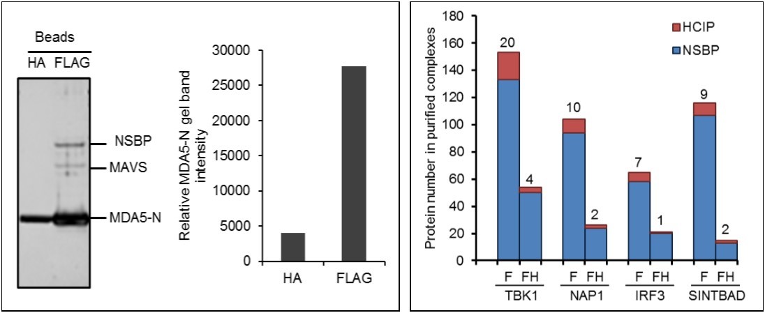 Optimization of AP-MS. (A) Comparison of affinity tag purifications with anti-FLAG and anti-HA antibodies.  HEK293 cells stably expressing FLAG and HA tagged MDA5 N-terminal card domain (MDA5-N) are compared. Left panel shows silver staining of MDA5-N complexes purified with HA and FLAG tag. Right panel indicates lane intensity quantitated by densitometry. NSBP stands for non specific binding protein. (B) Comparison of one-step and tandem purifications. Protein numbers identified in TBK1, NAP1, IRF3, and SINTBAD complexes are depicted. F stands for FLAG affinity purification and FH indicates FLAG and HA tandem purification.