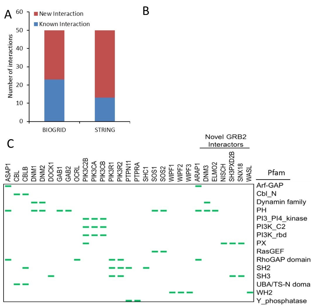 Analysis of GRB2 interactome. (A) Comparison of GRB2 complex with BioGRID and STRING public protein interaction databases. (B) Functional categorization of GRB2 interactors. (C) Pfam domain distribution among GRB2 interactors.