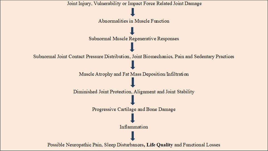 Hypothetical relationships between osteoarthritis pathology, pain and muscle fat deposition factors