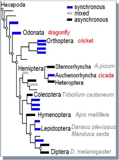 Phylogenetic relationship and flight muscle physiology of the insects included in this study. For the insects labeled in red, the sequences of projectin NH2-terminus were obtained for this study. For the insect species labeled in gray, the projectin sequence is complete and the initial annotation has already been described.