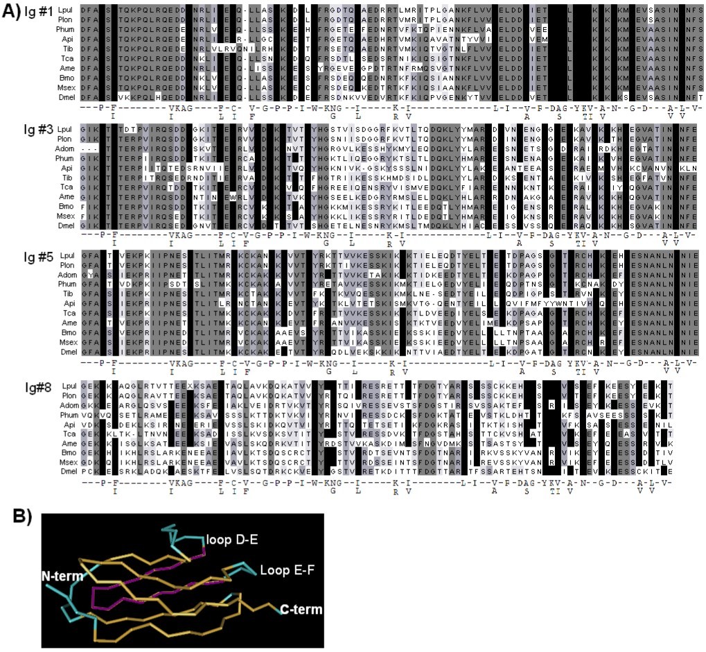 Sequence alignment for selected Ig domains A) CLUSTAL-W alignment of Ig1, 3, 5 and 8 for different insects. Shading of gray indicates the extent of conservation. Black bars represent conserved consensus amino acids with the consensus provided below each Ig group. Lpul = Libellula pulchella, Plon = Pachydyplax longipennis, Adom= Acheta domesticus, Phum = Pediculus humanus, Api = Acyrthosiphon pisum, Tib = Tibicen sp., Tca = Tribolium castaneum, Ame = Apis mellifera, Msex = Manduca sexta, Bmo = Bombyx mori, and Dmel= Drosophila melanogaster.  B) Structure from solution NMR data for titin Ig 27 from the Molecular Modeling Database (MMDB Accession # 1TIU) with loop D-E, helix E, and loop E-F highlighted33.