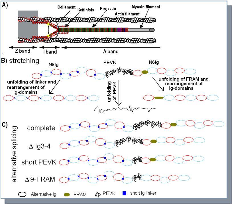 Proposed model of projectin elasticity. A) Schematic of the muscle sarcomere indicating the proposed position of projectin and kettin/Sls as part of the C-filaments (modified from ref. 5). Projectin NH2-terminus would be spanning the I band extensible region. B) Proposed model for unfolding of different segments and rearrangement of Ig domains under stretch. C) Schematic of the shortening accomplished by the use of alternative variants.  The existence of molecules combining all three splicing options is unknown.