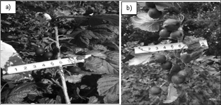 Berry set in Jošta x 3231 cross combination: (a) pollination with cryopreserved pollen; (b) pollination with freshly collected pollen