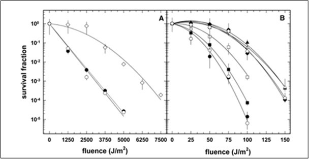 Survival Curves of B. subtilis cells in the Wassmann et al. paper.