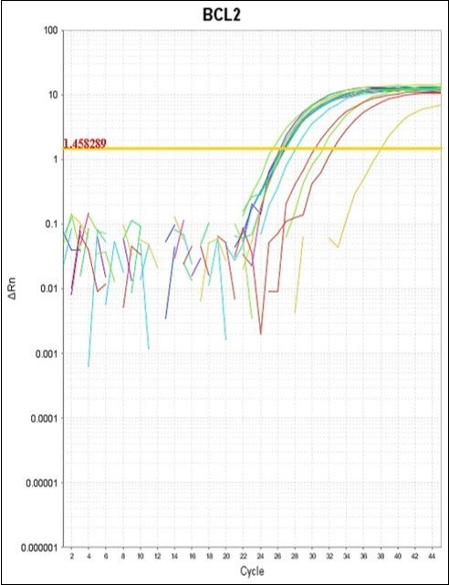 Photography of Amplification Plot of BCL-2 gene