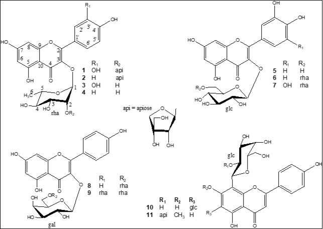 Chemical structures of flavonoids 1- 11, isolated from Secamone afzelii.