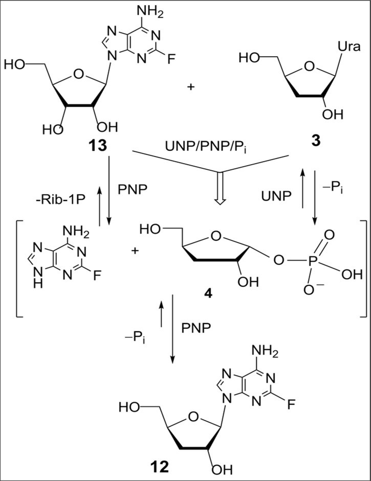 Scheme 4. Chemoenzymatic synthesis of 2-fluorocordycepin from 2-fluoroadenosine and 3'-deoxyuridine. Reagents and conditions. 2-Fluoroadenosine (13), 3′-deoxyuridine (3) (mol. ratio 1:1.82), 5 mM phosphate buffer (pH 7.2), UP E.coli (5600 units) and PNP E.coli (7000 units), 40 0C, 72 h, CC on silica gel, 2-fluorocordycepin (12), 57%.