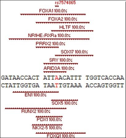 Double stranded DNA from the STAT4 gene showing the potential TFBS for fourteen different TFs which can bind their respective DNA sequence either above (+) or below (-) the duplex (cf. Table 2). The rs7574865 rSNP minor STAT4-T allele is found in each of these TFBS. As shown, this rSNP is located in the 70 kb intron between exon 2 and 3 of the STAT4 gene. Also included with the potential TFBS is their % sequence homology to the duplex.