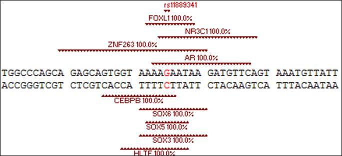 Double stranded DNA from the STAT4 gene showing the potential TFBS for nine different TFs which can bind their respective DNA sequence either above (+) or below (-) the duplex (cf. Table 2). The rs11889341 rSNP common STAT4-C allele is found in each of these TFBS.  As shown, this rSNP is located in the 70 kb intron between exon 2 and 3 of the STAT4 gene. Also included with the potential TFBS is their % sequence homology to the duplex.