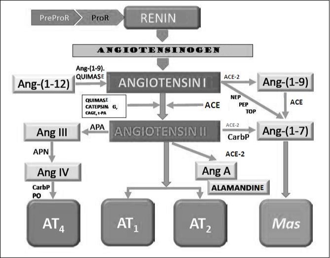 Classical and non-classical enzymatic production of angiotensin pathways