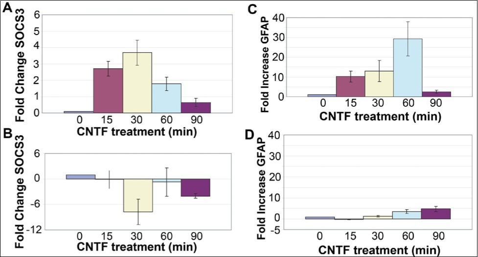 SOCS3 and GFAP transcripts are induced by CNTF treatment. (A) An increase in SOCS3 mRNA level in rMC-1 Müller cells was seen in response to treatment with CNTF, with a peak at 30min.  (B) rMC-1 cells transfected with a dominant negative STAT3 mutant prior to stimulation with CNTF, results in no change in SOCS3 mRNA level in response to CNTF.  GFAP is induced by CNTF treatment. (C) Increase in GFAP mRNA in rMC-1 Müller cells at 15, 30, 60, and 90 min in response to treatment with CNTF.  (D) rMC-1 cells transfected with a dominant negative STAT3, mutant prior to stimulation with CNTF, show little GFAP mRNA induction in response to CNTF. The PCR primers used were: Socs3 (Forward) 5’-TACCC-TCCAGCATCTTTGTCGGAA-3', (Reverse) 5'-ATACTGGTCCAGGAACTCCCGAAT3'; Gfap (Forward) 5'-GGAAATTGCTGGAGGGCGAAGAAA-3', (Reverse) 5'-TGTGAGCCTGTATTGGGACAACT-3'; Gapdh (Forward) 5'-TGTGATGGG-TGTGAACCACGAGAA-3' and (Reverse) 5'-GAGCCCTTGCACAATGCCAAAGTT-3'.
