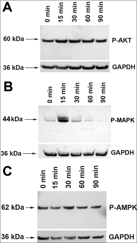 Activation of AKT, MAPK and AMPK pathways in Müller cells. (A). Treatment of rMC-1 Müller cells with CNTF did not significantly alter the levels of P-AKT. (B) Treatment of rMC-1 with CNTF led to a sharp increase in the level of P-MAPK at 15 min. The level decreased substantially by 30 min and returned to baseline by 60 min. (C) CNTF treatment did not alter P-AMPK level.
