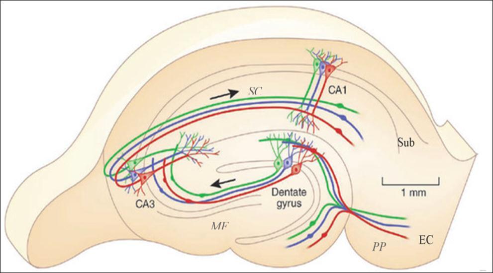 The main intrahippocampal circuit. Inputs of the EC project to the DG via the perforant pathway, then to the CA3 through mossy fibers, which in turn projects to the CA1 area via the Schaffer collateral pathway. CA1 neurons further project to the subiculum and then project back to the EC and other areas such as the perirhinal cortex, amygdala and thalamus. DG: dental gyrus; EC: entorhinal cortex; Sub: subiculum; MF: mossy fibers; PP: perforant pathway; SC: Schaffer collateral. Adapted from Moser (2011) 48.